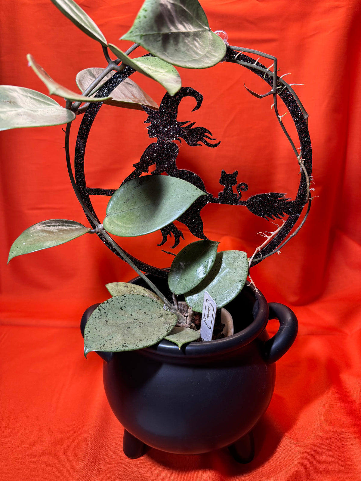 Witch Trellis (Limited Edition)